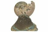 Iridescent, Pyritized Ammonite (Quenstedticeras) Fossil Display #207122-1